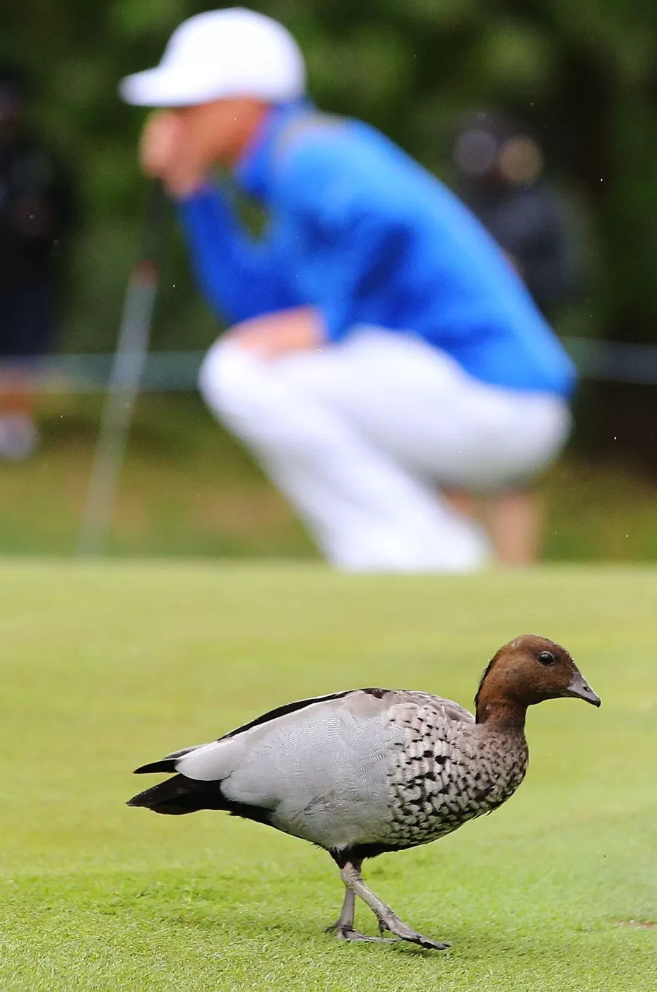 果岭上的动物王国：当高尔夫与大自然不期而遇-第4张图片-康盛风体育资讯官网 - 专业体育赛事报道与运动服饰潮流指南平台
